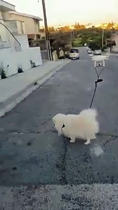 Il promène son chien en période de confinement... avec son drone