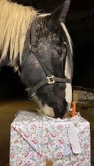 Ce cheval adorable joue à chasse taupe