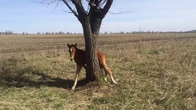 Il découvre un poulain coincé dans un arbre et le sauve... Beau geste