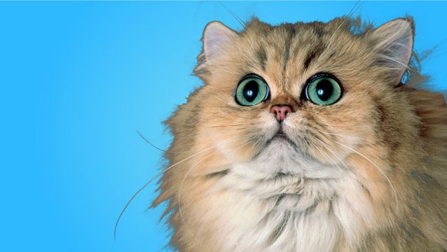 Veterinarians debunk some of the biggest myths about cats