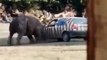 Ce touriste se fait retourner la voiture par un Rhinocéros !