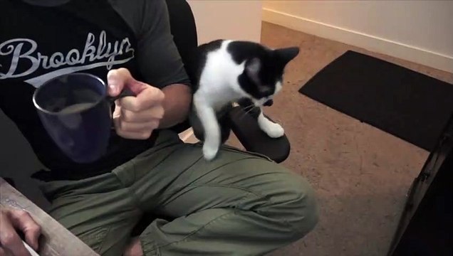 Télétravail avec son chat.. c'est impossible LOL