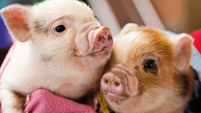 Animal Planet Is Showing 90 Hours of Puppies, Kittens, and Teacup Pigs Right Now