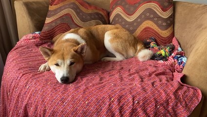 Can pets catch or spread COVID-19?