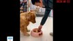 Touched mother dog gave up all the food for puppies