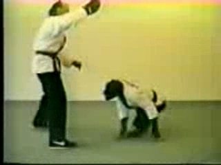Monkey Kung Fu