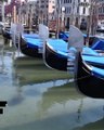 Canales de Venecia con varios peces y agua más limpia por la falta de turistas