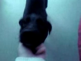 shadow mon poussin