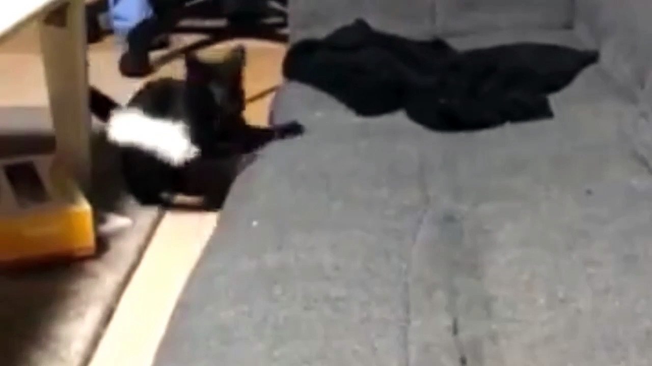 The day I picked up cat.
