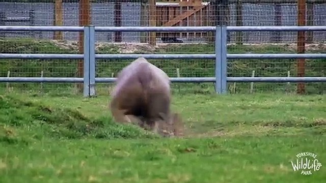Animals at Yorkshire Wildlife Park shrug off coronavirus