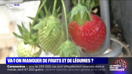 La récolte de fruits et légumes de printemps menacée, faute de main d'oeuvre