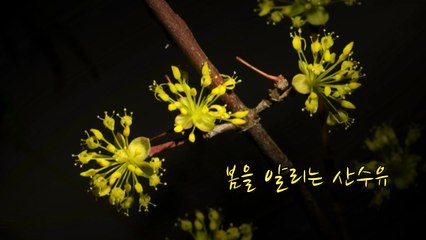 [영상] 봄을 알리는 산수유 / YTN