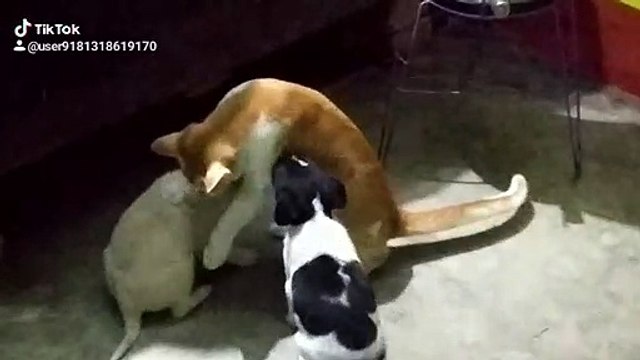 Cat Vs dog fight || tera baap aya