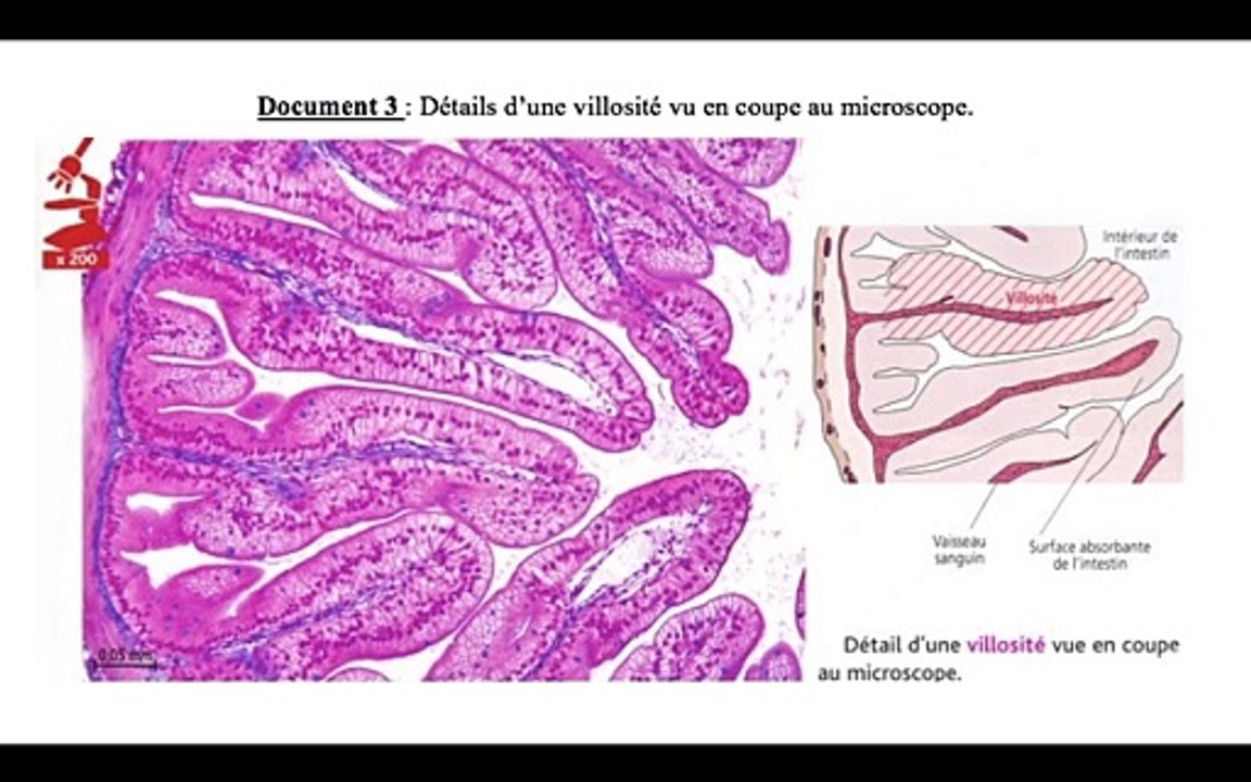 Absorption intestinale