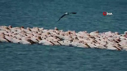 Pelikanlar Mersinde Göç Molası Verdi