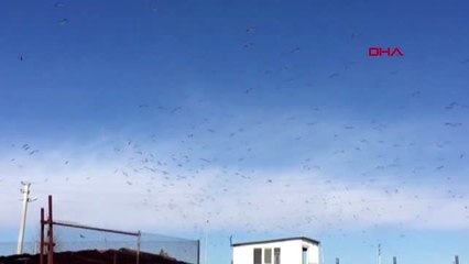 Mersin'de leylekler görsel şölen yaşattı