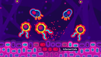 The Coronavirus Explained & What You Should Do