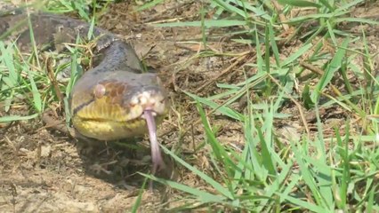 Experiment :  Coca Cola, Pepsi, Fanta Vs Python Snake In Underground Hole