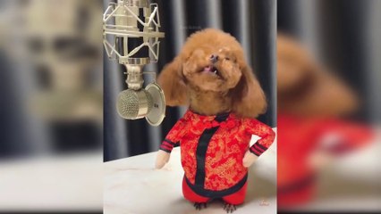 Baby Dogs - Cute and Funny Dog Videos Compilation #3 - Funny Dog Video