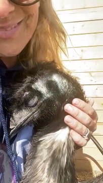 Emu Snuggles Against Woman's Chest and Sleeps as She Pets He