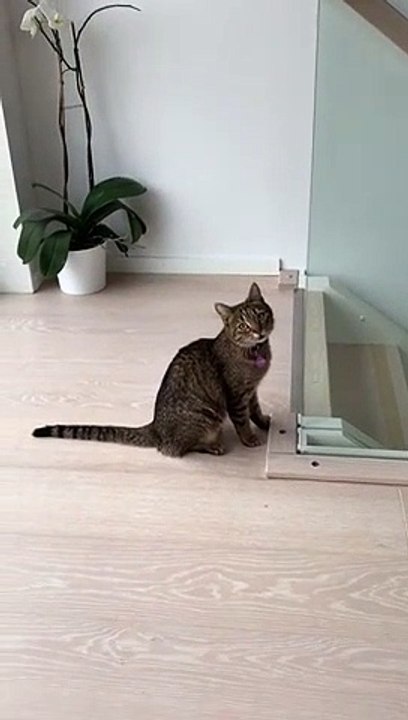 Cat Trying to Jump and Climb Ends up Funnily Sliding Down on