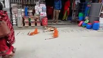 Chien vs 2 Tigres en peluche