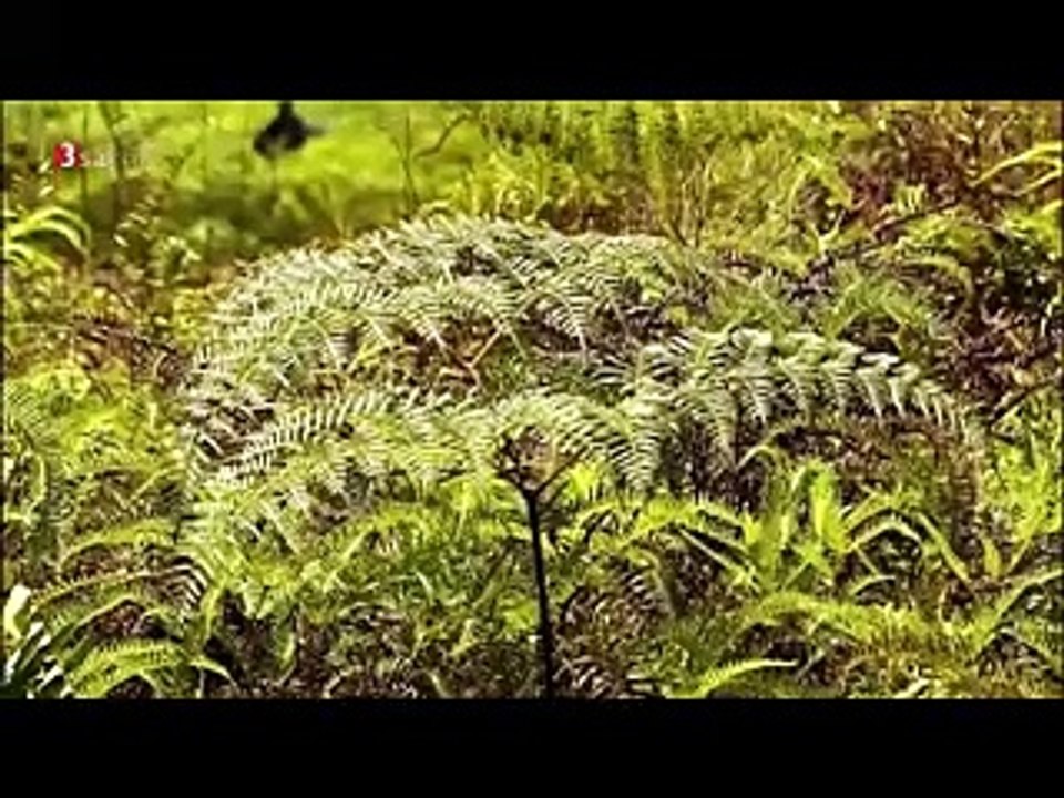 [Doku] Dinosaurier - Spurensuche in der Urzeit [HD]-g582AVCKdw0_x264