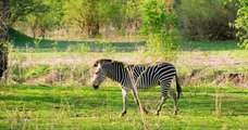 Wildlife Mana Pools National Park, Zimbabwe, Africa - wild animals_HD