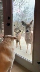 Dog Stares at Doe Friend Through Door