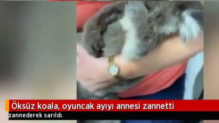 Orphan Koala, Mother Thought the Teddy Bear!