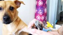 10 dog care tips every dog parent should know