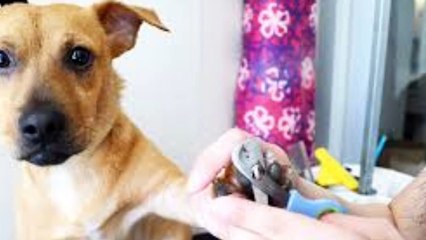 10 dog care tips every dog parent should know