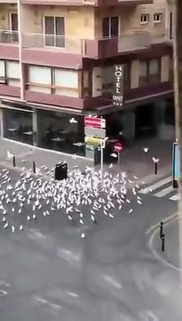 Une centaine de pigeons veut manger dans les rues désertes en Espagne