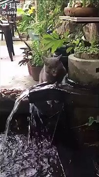 Ce chat déteste tellement l'eau qu'il fait semblant de boire