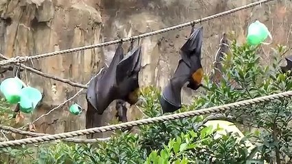 Une chauve-souris fait pipi