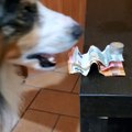 Doggo Pulls Three Notes From Coins