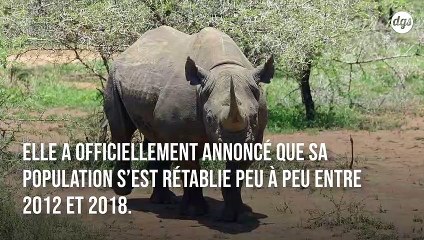 Victoire pour la conservation de rhinocéros noirs africains avec une croissance annuelle de 2,5%