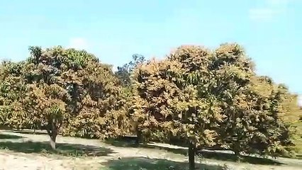 लखनऊ: लॉकडाउन की वजह से नहीं हुआ आम के पेड़ों में कीटनाशक का छिड़काव