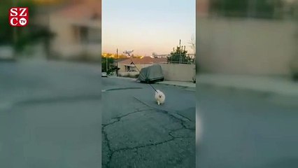 Karantina günlerinde köpeğini drone ile gezdiriyor