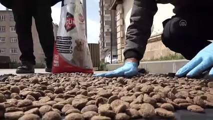 Mardin Büyükşehir Belediyesi sokak hayvanlarına sahip çıkıyor