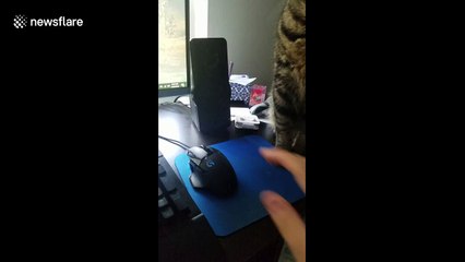 No you may not work! Cat in Pennsylvania won't let his dad work remotely