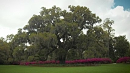 Pourquoi planter un arbre au décès d'un enfant ?
