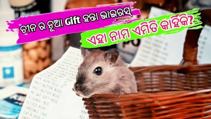 ଚାଇନାର ନୂଆ ଉପହାର ଆମମାନଙ୍କ ପାଇଁ।। THE HANTA VIRUSII କେତେ ଘାତକ ଏହି ଭାଇରସ୍ ଜାଣନ୍ତୁ ଏହି ଭିଡିଓ ରୁ