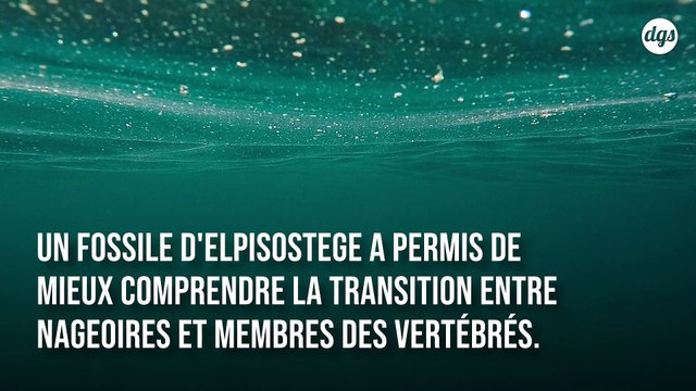 Ce fossile de poisson préhistorique permet de mieux comprendre l’évolution des mains des vertébrés