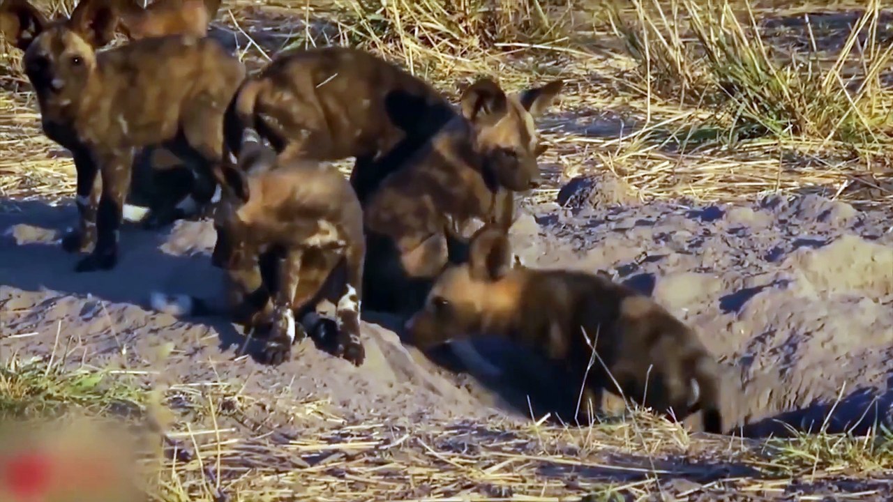 Lions Vs Wild Dogs Real Fight - Amazing Animals Fight For Survival - Wild Animal_Full-HD