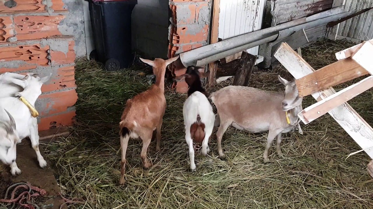 Silver goat