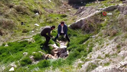 Çivril’de bir tilki ve 4 köpek telef edildi