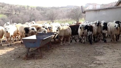 Elazığlı depremzedelerin kuzu sevinci