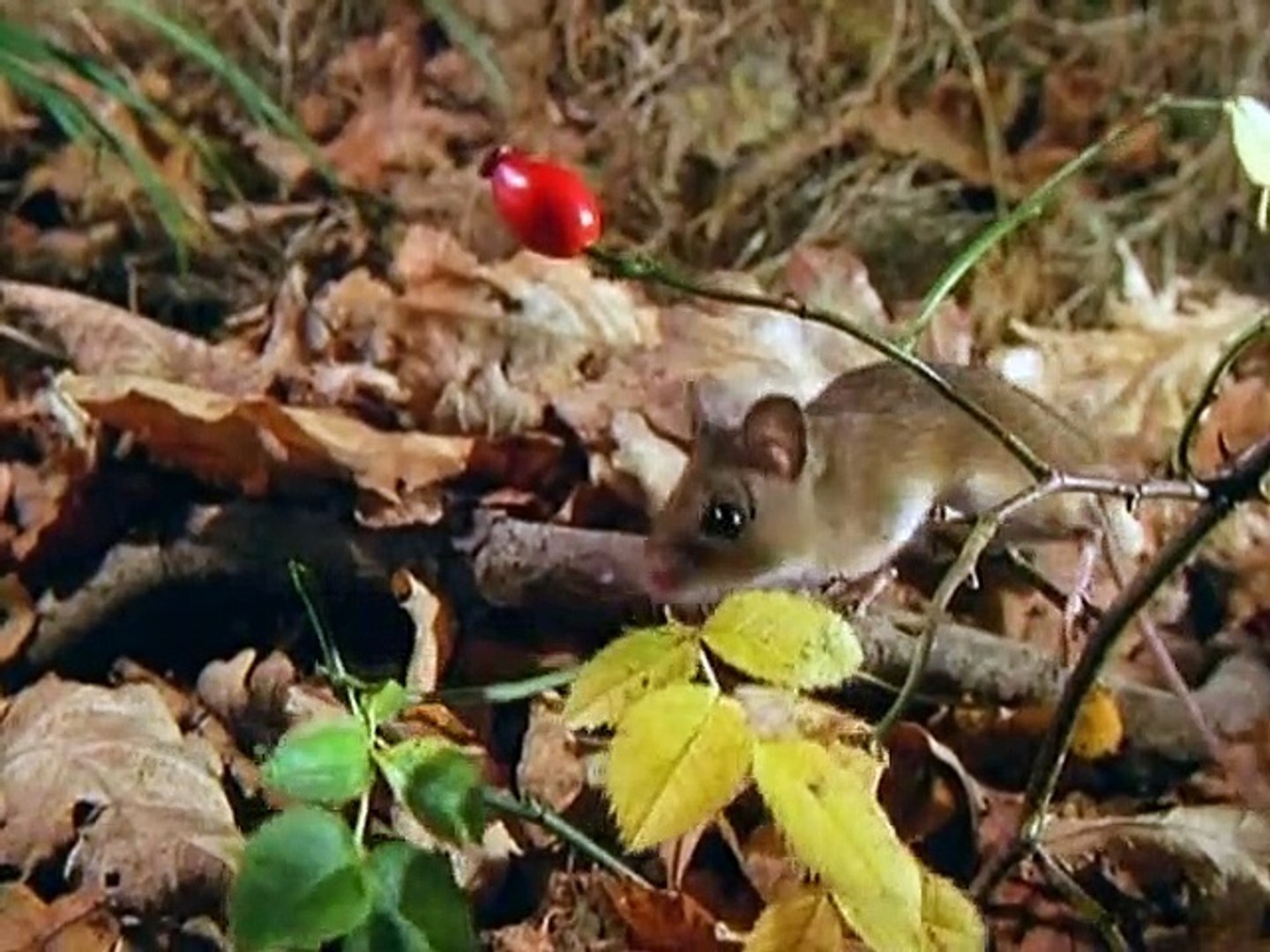 Baby S Neighborhood Animals Video Dailymotion