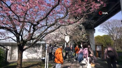 - Japonya’da 'sakura' coşkusuna korona virüsü engeli- Kiraz çiçeği mevsiminde parklar boş kaldı